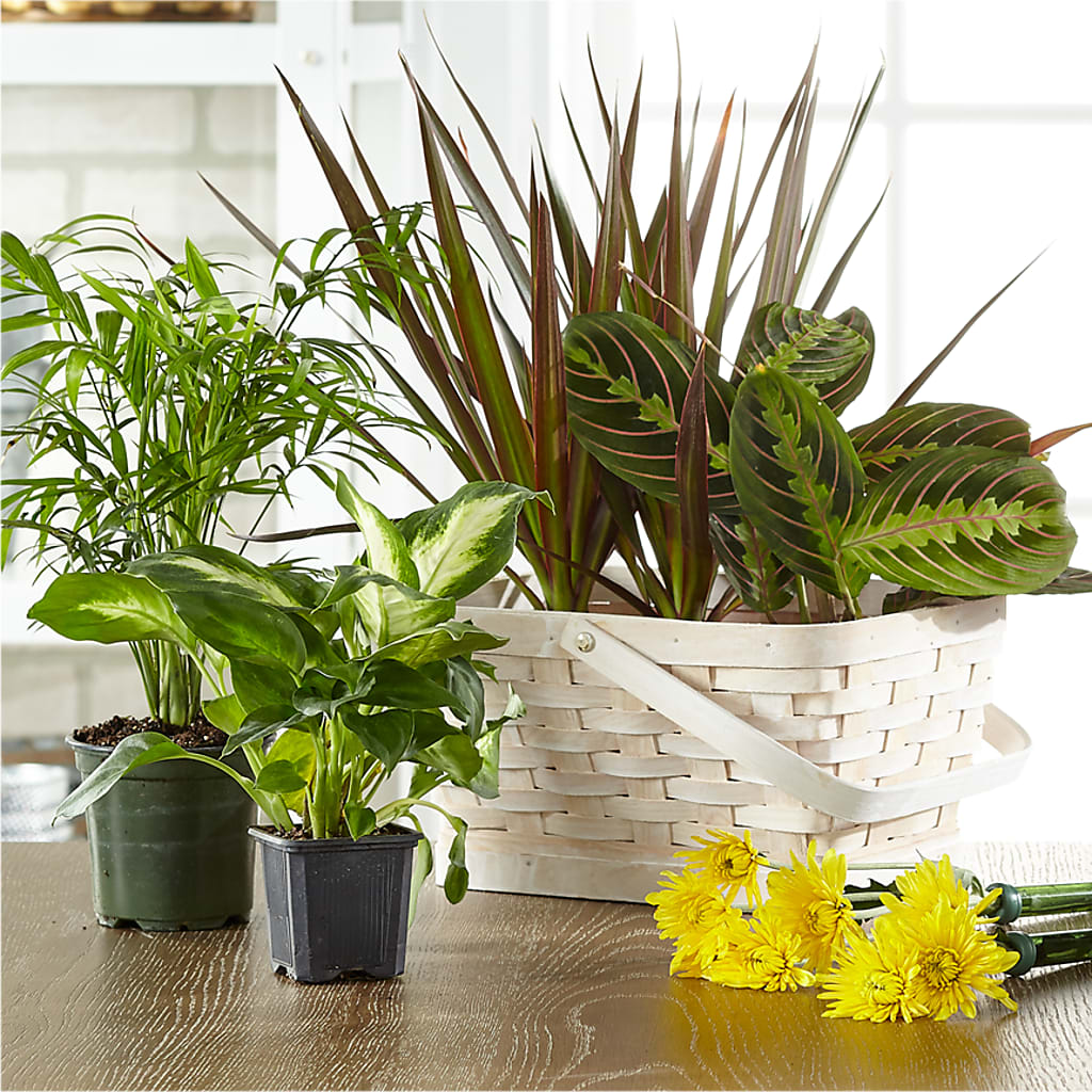 Florist Designed Blooming and Green Plants in a Basket – Bittys Garden, Canon City CO