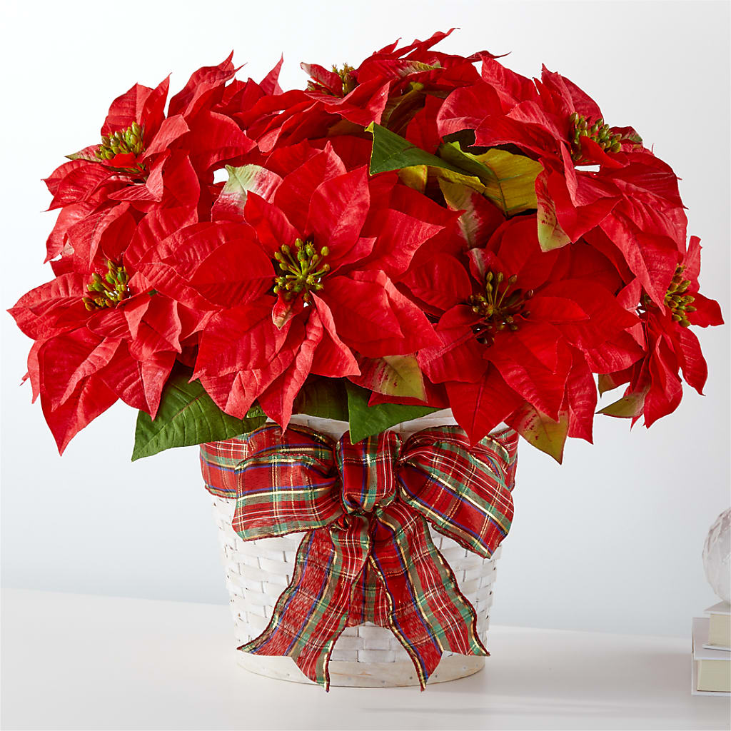 Happiest Holidays Poinsettia – Bittys Garden, Canon City CO