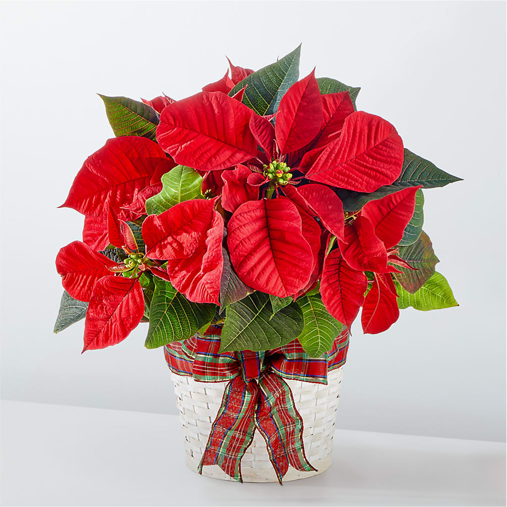 Happiest Holidays Poinsettia – Bittys Garden, Canon City CO