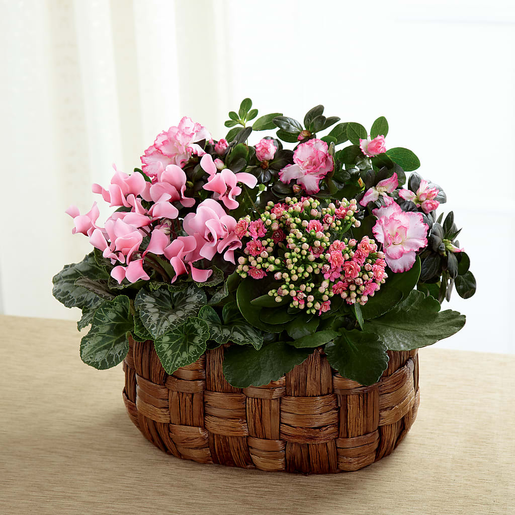 Pink Assortment – Bittys Garden, Canon City CO