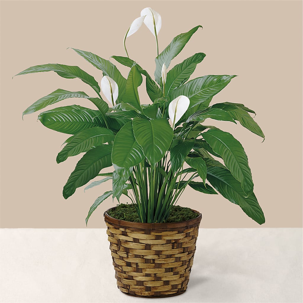 Tranquil Moments Peace Lily Plant – Bittys Garden, Canon City CO