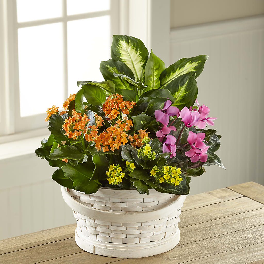 Color Crush Dishgarden – Bittys Garden, Canon City CO