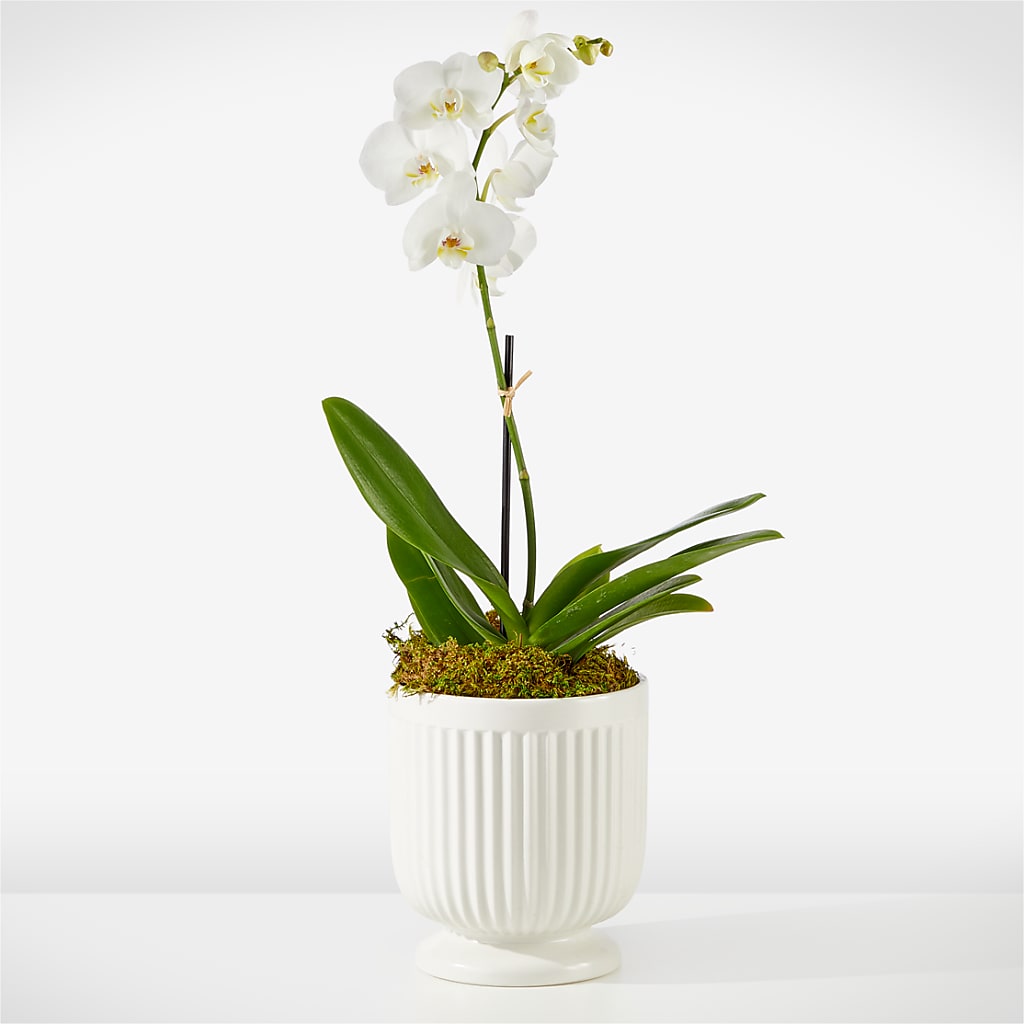 Whispering White Orchid – Bittys Garden, Canon City CO