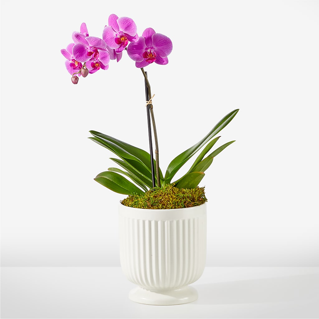 Friendly Fuchsia Orchid – Bittys Garden, Canon City CO