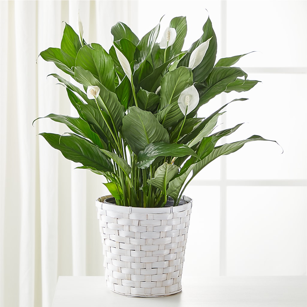 A New Leaf Peace Lily – Bittys Garden, Canon City CO
