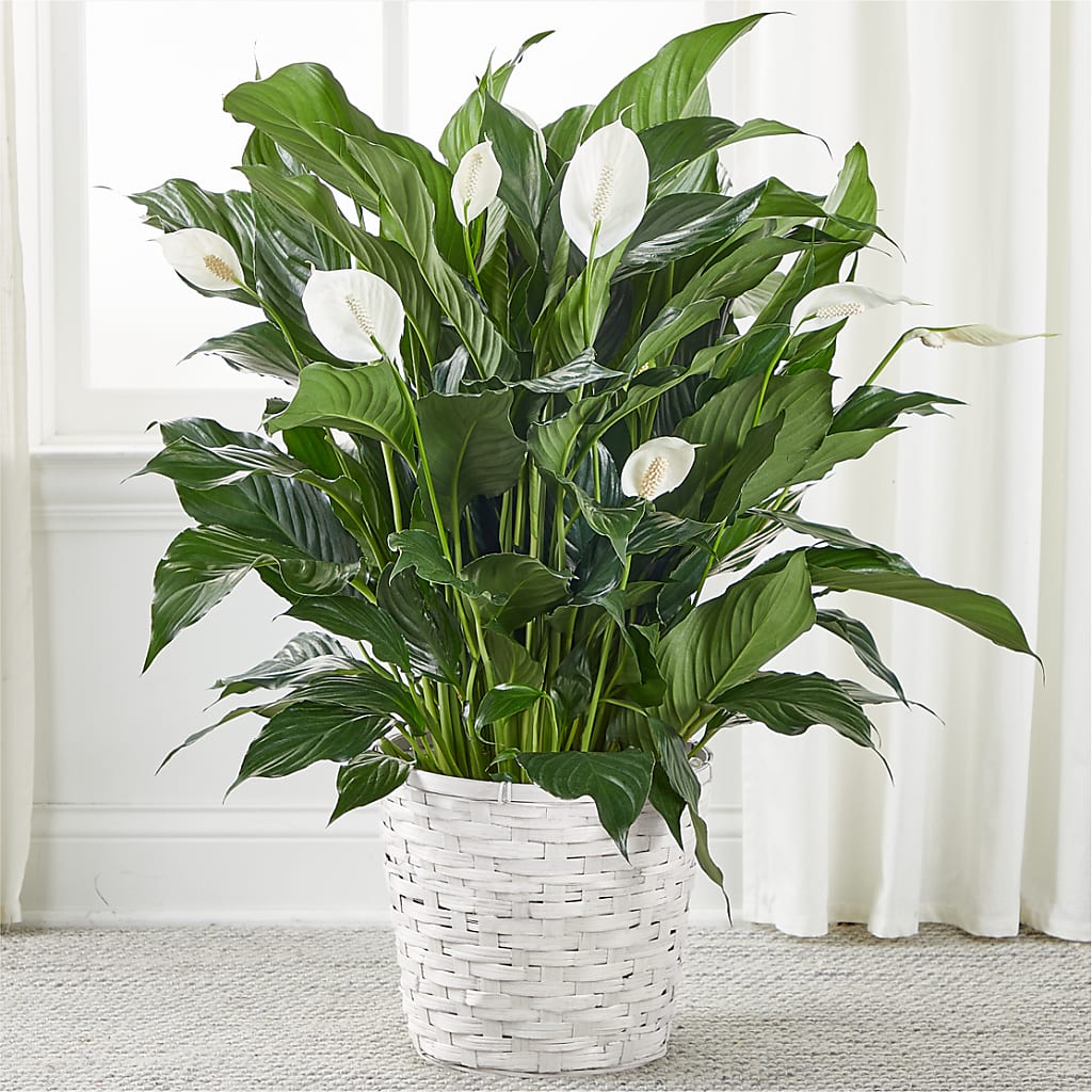 A New Leaf Peace Lily – Bittys Garden, Canon City CO
