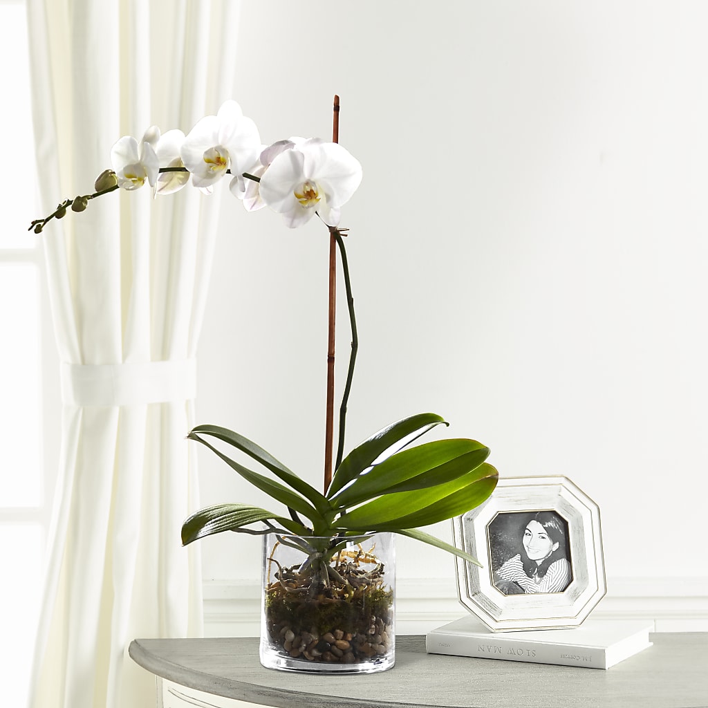 White Orchid Planter – Bittys Garden, Canon City CO