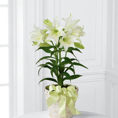 Easter Lily Plant –  Bittys Garden, Canon City CO
