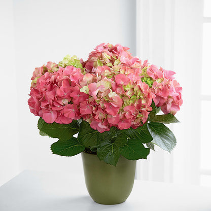 Pink Hydrangea Planter –  Bittys Garden, Canon City CO