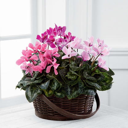 Mixed Cyclamen Planter –  Bittys Garden, Canon City CO