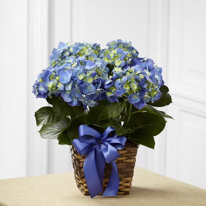 Blue Hydrangea Planter –  Bittys Garden, Canon City CO