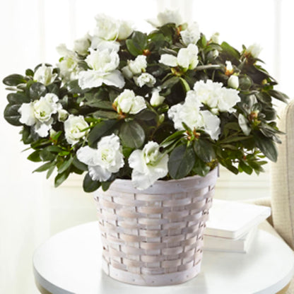 White Azalea Plant –  Bittys Garden, Canon City CO