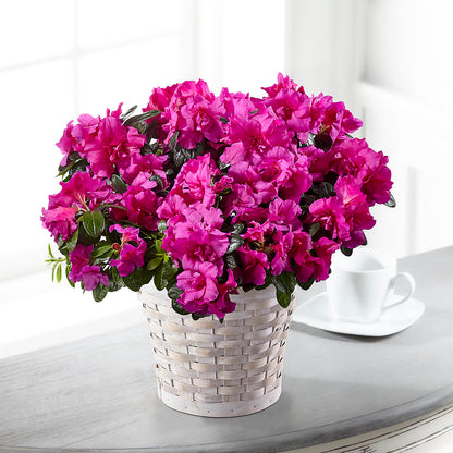 Hope & Serenity Azalea Plant –  Bittys Garden, Canon City CO