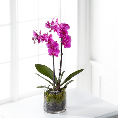 Pink Orchid Plant –  Bittys Garden, Canon City CO