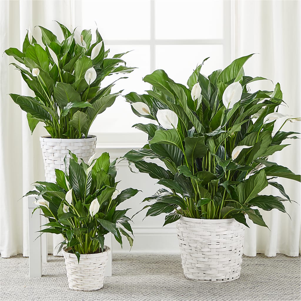 A New Leaf Peace Lily –  Bittys Garden, Canon City CO