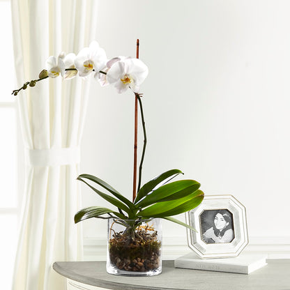 White Orchid Planter –  Bittys Garden, Canon City CO